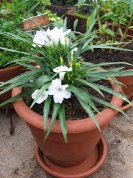 Full sun, partial shade, full shade water demand: Plantfiles Pictures Ruellia Desert Petunia Dwarf Mexican Petunia Florida Bluebells Dwarf White Ruellia Simplex By Ampy