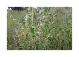 Image result for Mesosphaerum suaveolens