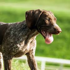While a hunting breed that retains strong drive to find and chase game, they are extremely energetic and can excel. German Short Haired Pointer Breed Facts Traits Health Vets Choice Vets Choice
