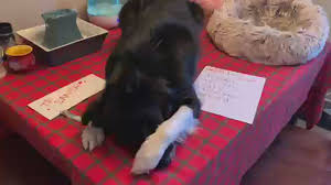 Check spelling or type a new query. Iowa Border Collie Spreads Christmas Cheer In Wonderfully Cheesy Trick Video Wqad Com