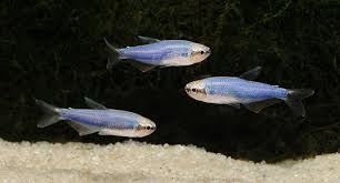 Image result for Tetracera bussei