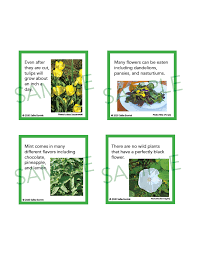 Check spelling or type a new query. Flowers And Plants Fun Fact Cards A Quiet Simple Life With Sallie Borrink