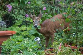 Unfortunately, no one can claim a plant is totally deer resistant—it seems the deer themselves do not read these lists. Deer Resistant Garden How To Keep Deer Out Of Garden