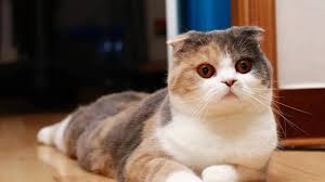 Antara kebaikan memandulkan kucing ialah : Kucing Adalah Makhluk Tuhan Yang Disayangi Rasulullah Saw Ambil Tahu 5 Tanda Kucing Datang Kepada Kita