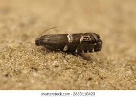 Image result for Cydia microgrammana