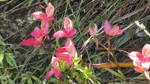 Image result for Lantana ukambensis