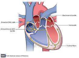 Sick Sinus Syndrome Medlineplus Genetics