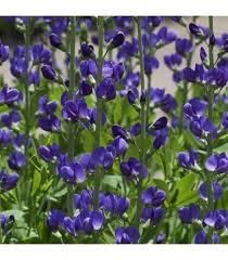 Image result for Indigofera melanadenia