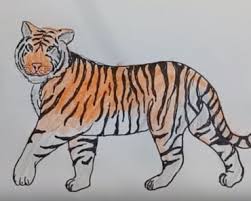 Easy step by step tutorial on how to draw a bengal tiger ( striped ), pause the video at every step to follow the steps carefully. Easy Tiger Drawing Archives How To Draw Step By Step