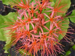 Image result for Scadoxus multiflorus
