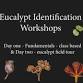 Eucalypt Identification Workshop