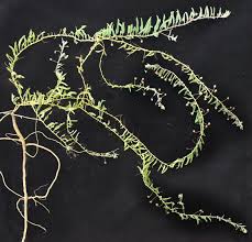 Image result for Hermannia parvula