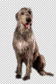 Irish Terrier Irish Wolfhound Scottish Deerhound Glen Pumi