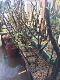 Untuk bonsai anggur brasil memang langka, jadi memang mahal, kata riki. Bonsai Cucur Atap Sapu Sapu Home Furniture Gardening On Carousell