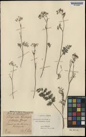Image result for Pimpinella sp. A. of FZ 4: 594