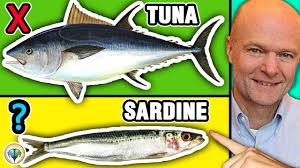 Pin On Pescatarian
