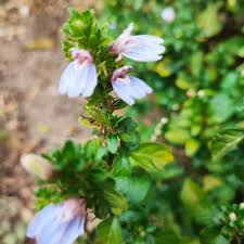 Image result for Justicia petiolaris