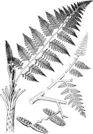 Image result for Marattiaceae