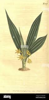 Image result for Hypoxidaceae