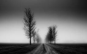 Maybe you would like to learn more about one of these? Natures Pathway Tree Wallpaper Black And White Black And White Tree Black And White Pictures