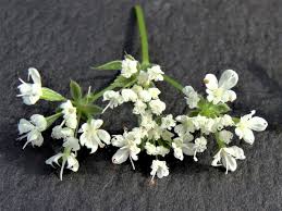 Image result for Anisotes