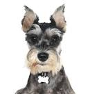 PuppyFind | Miniature Schnauzer Puppies for Sale