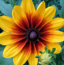 Pin On Flowers To Plant