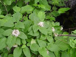 It is one of seven species of clematis native to new zealand. Clematis Occidentalis Purple Virgin S Bower Go Botany