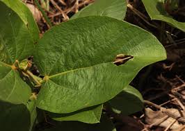 Image result for Eriosema chrysadenium