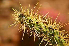 8776 east shea boulevard suite, ste 103. Elevation Of E Thoroughbred Trail Scottsdale Az Usa Topographic Map Altitude Map