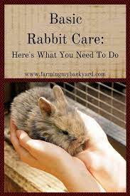 Unauthorized Access Rabbit Care Pet Rabbit Care Lionhead Rabbit