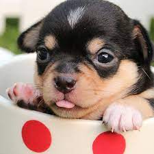 Download and use 5,000+ puppy stock photos for free. Cute Puppies Wallpaper Amazon De Apps Spiele