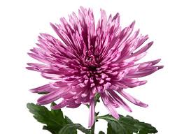 Image result for Criscianthus