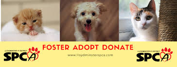 Whether you are looking to adopt a new furry friend into your family or would like to know more about how you can make difference for animals in our community, we are here to help. Lloydminster And District Spca In Lloydminster Saskatchewan