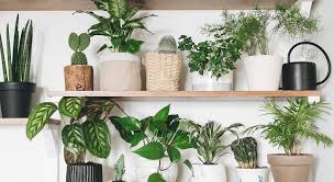Sezione dedicata alle piante da appartamento e piante da fiore. Voglia Di Aria Sana In Casa Cinque Piante Che Purificano E I Loro Ambienti Ideali Design Giardino Ansa It