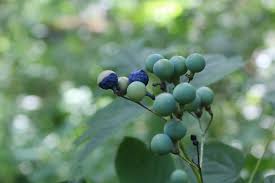 Image result for Blue Cohosh