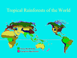 In this informative article, we examine a description of the amazon rainforest, amazon basin tropical rainforests of the world: 9 Reasons Why You Should Go To A Tropical Rain Forest Ppt Video Online Download