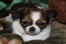 Pin On Shih Tzu Dogs