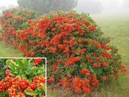Pyracantha Coccinea Shrubs Planting Shrubs Plants