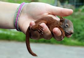Squirrel In Need Publications Guides Our Stories Four Paws International