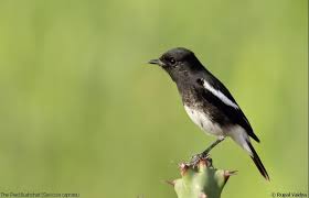 Salah satunya ciri dari burung decu kembang jantan. Download Mp3 Suara Decu Gacor Untuk Pancingan Hobi Burung