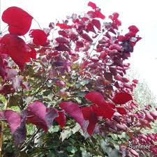 Hi, no, the forest pansy redbud is not the same as the flame thrower redbud they are in the same. Cercis Canadensis Forest Pansy Redbud Trees Shrubs