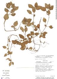 Coccocypselum herbaceum