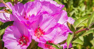 Godetia Plant How To Grow The Annual Godetia Flower