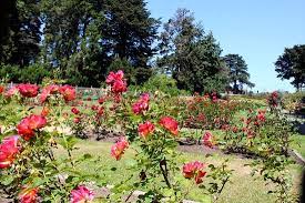This family's patchy lawn and overgrown garden beds were not up to par. Rose Garden San Francisco 2021 All You Need To Know Before You Go Tours Tickets With Photos Tripadvisor