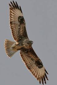 Birds Of Prey Full Movie Online Watch Free Pictures Of Birds That Hunt Prey Yahoo Image Search Results In 2020 Birds Birds Of Prey Common Buzzard