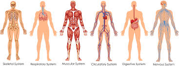 Of a male or female body, skin is the largest organ with respect to its size and weight. Download Hd Functional Integrative Spinal Correction Organ System Of Human Body Transparent Png Image Nicepng Com