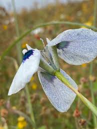 Image result for Moraea elliotii