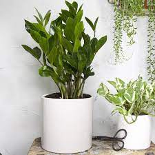 Zz Plant Plants Indoor Plants Easy Care Indoor Plants