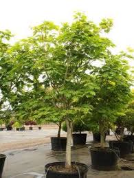 Acer Japonicum Aconitifolium Maiku Jaku Japanese Maple Plants Burgundy Flowers Japanese Maple